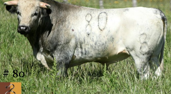 Novillos de De Haro para Santa Ana Chiautempan