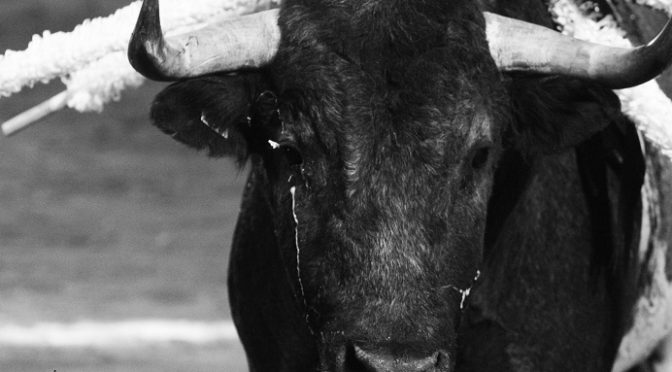 Imagen destacada de la fiesta de los toros
