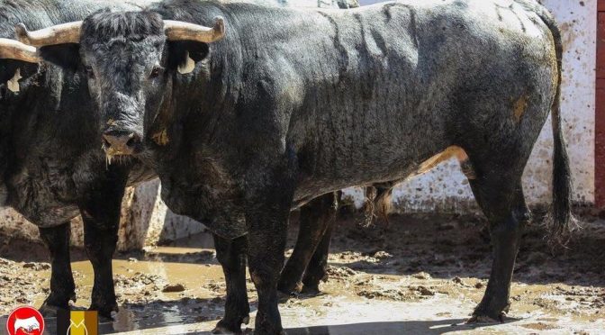 Los toros de Puerta Grande para Pachuca (fotos)