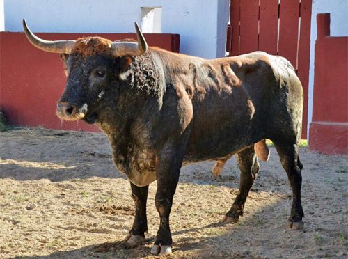 Aprueban encierro para la apertura en Mérida