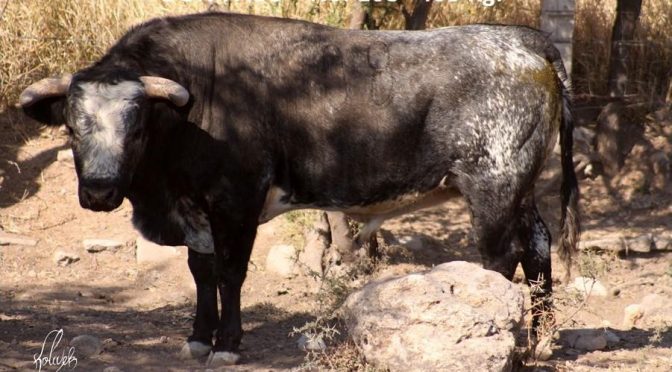 Reseñan los del Garambullo para Yuriria..(Fotos)