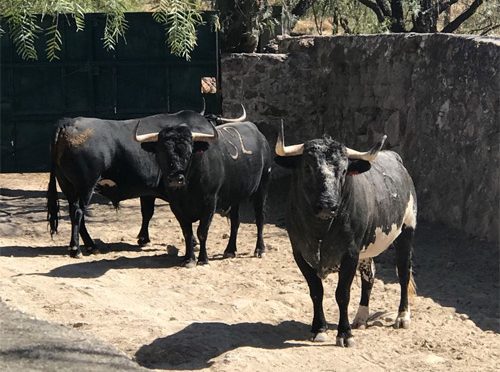 Aprueban los de Villa Carmela para Mérida