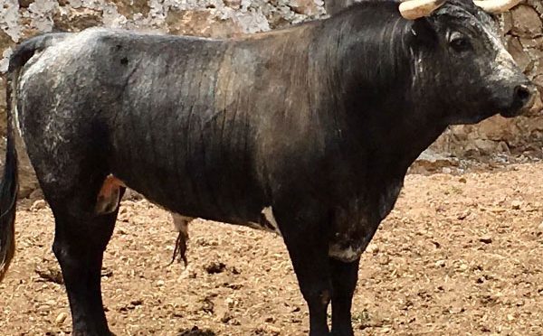 Toros de Gonzalo Iturbe para Teziutlán…(Fotos)