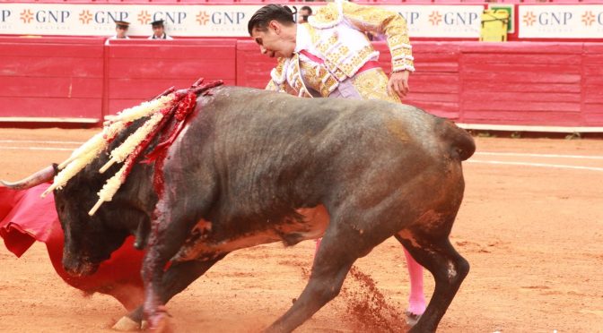 Silis corta valiosa oreja en la México…Fotos
