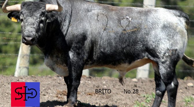 Los de Brito para la segunda de feria en Huamantla..(Fotos)