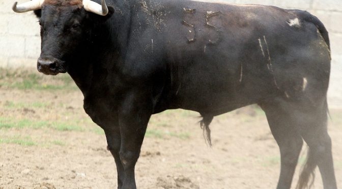 Los toros de Coyotopec que abren la feria en Huamantla…(Fotos)
