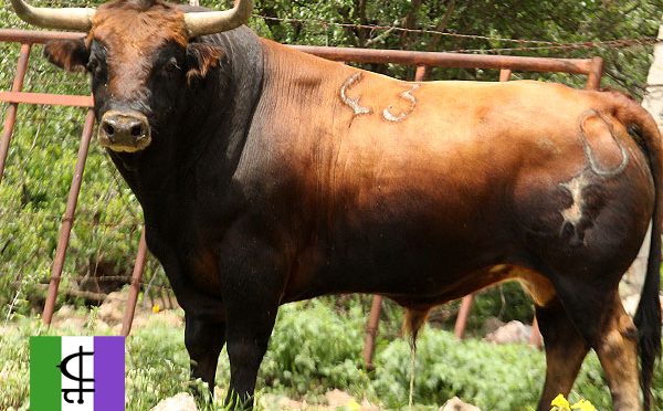 Desencajonamiento este sábado de la corrida en Apizaco