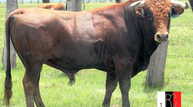 Llegan a Teziutlán toros de Cervantes para el sábado