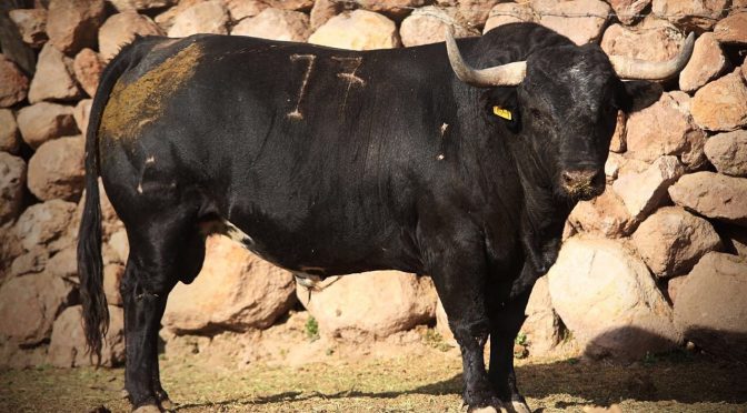 Aprobados los de la estancia para la Santa María…(Fotos)
