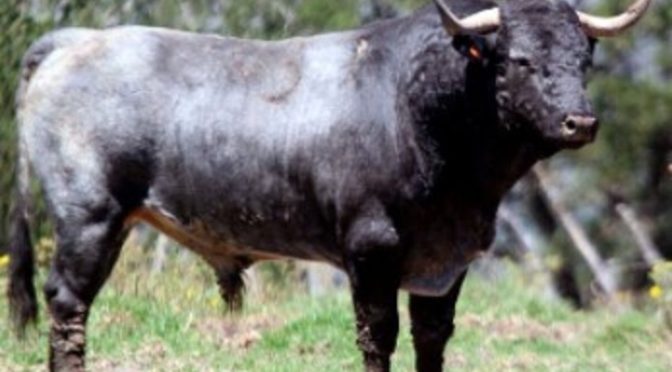 Los toros de La Soledad para esta tarde Tlaxcala…(Fotos)