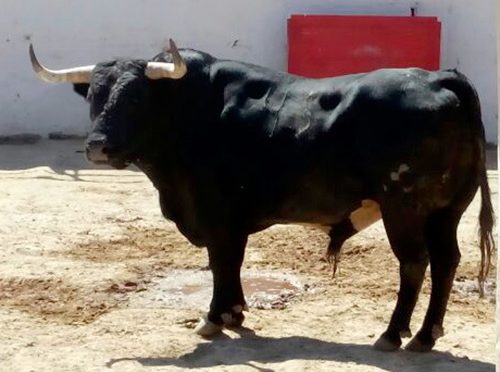 Reseñan toros de Marrón y La Estancia para Guadalajara