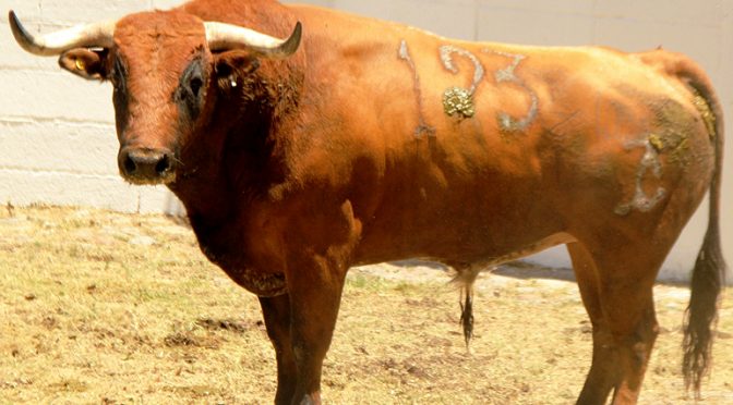 Reseñados los toros para esta noche en “El Relicario”