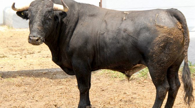 Los toros de Villa Carmela para la segunda de feria en Puebla…(Fotos)