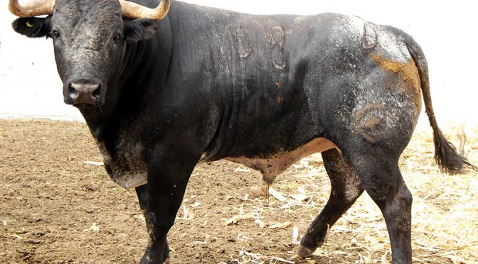 Toros de Marco Garfias para la tercera de Puebla…(Fotos)