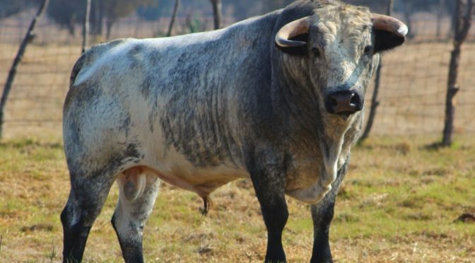Los de Haro para la corrida de la Prensa…(Fotos)