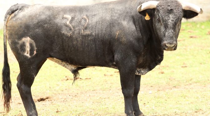 Los de Núñez del Olmo para novillada de la Hermandad…(Fotos)