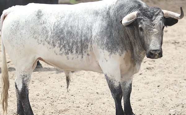 Los de Coyotepec para Altzayanca el 21 de julio…(Fotos)
