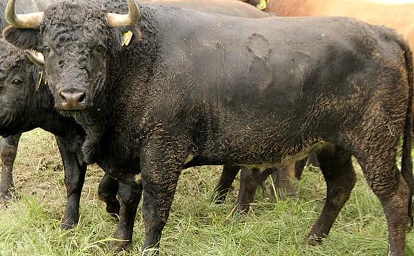 Listos los toros de Guanamé para El Relicario…(Fotos)