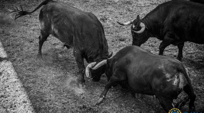 Toros a los que se enfrentará Macías en Madrid…(Fotos)