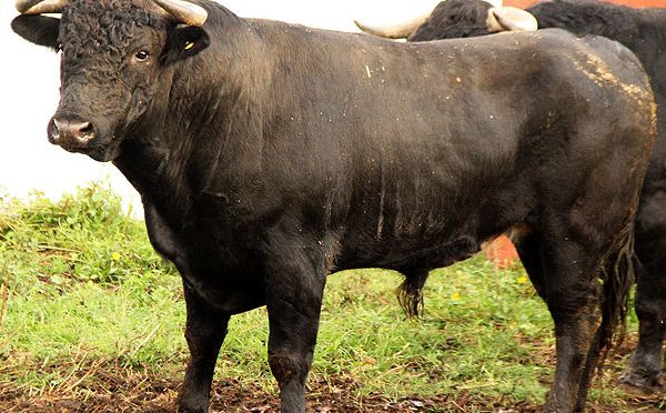 Los toros de la Corrida de la Hispanidad para Puebla…(Fotos)