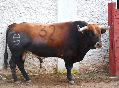 Los toros de Jorge de Haro listos para Mérida